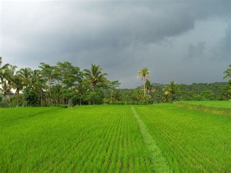 雨季巴厘島景色如何，是否會讓椰子樹跳舞？